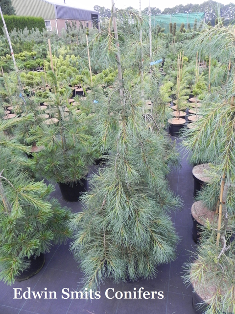 Pinus strobus 'Blue Patticoats'